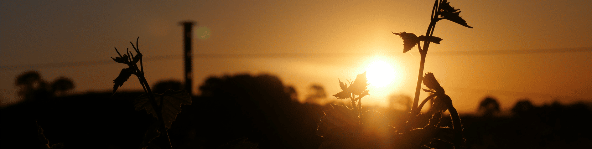 Tramonto dorato su un vigneto, con silhouette di foglie in primo piano.