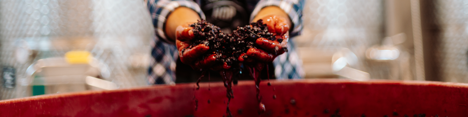Mani che premono uva rossa per il vino in un processo di vinificazione artigianale.
