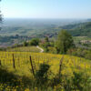 Vista panoramica su colline verdi con vigneti e fiori gialli sotto il cielo azzurro.
