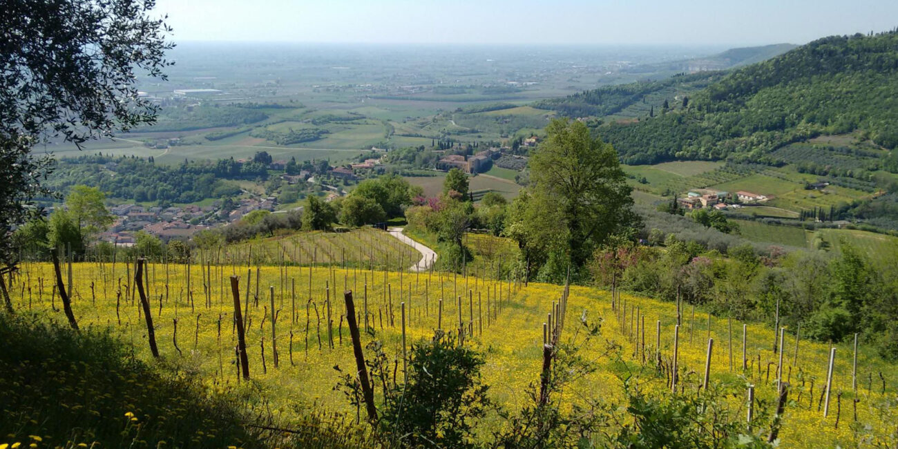 Vista panoramica su colline verdi con vigneti e fiori gialli sotto il cielo azzurro.