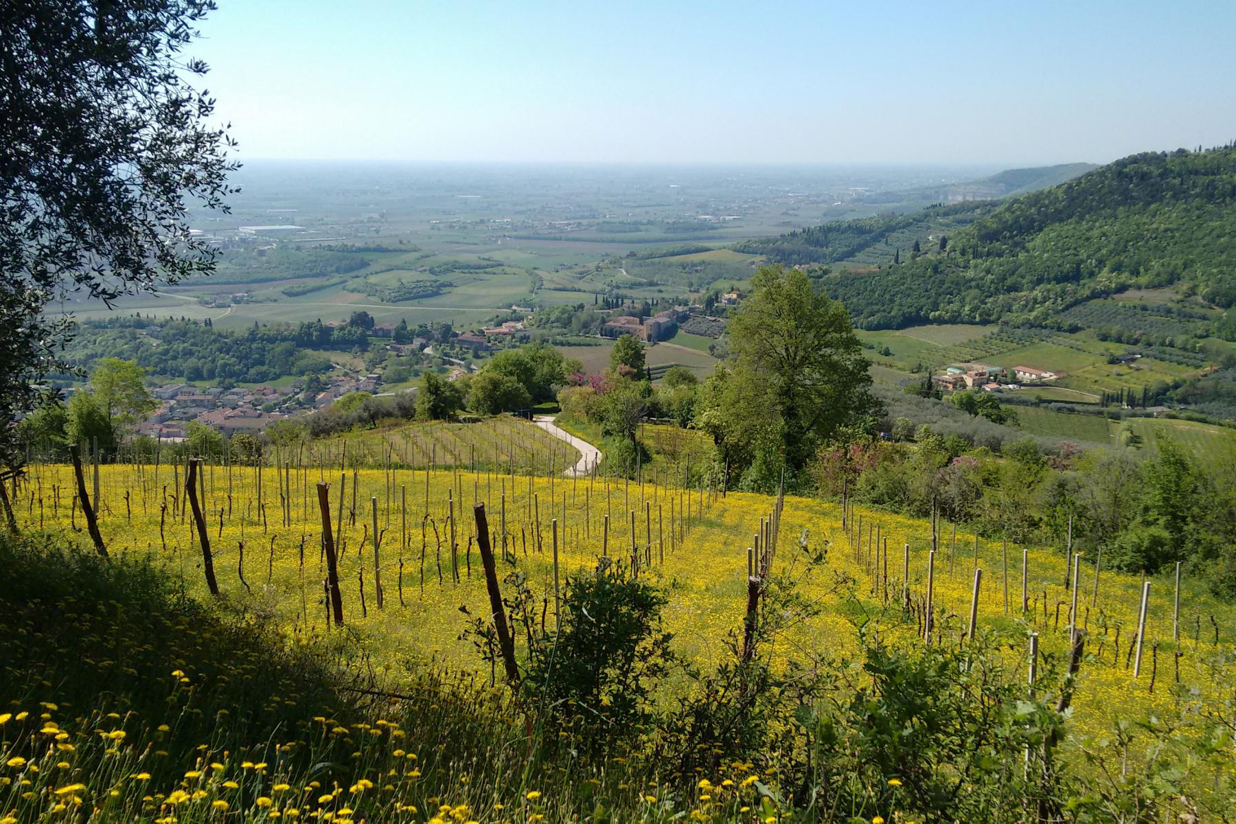 Vista panoramica su colline verdi con vigneti e fiori gialli sotto il cielo azzurro.