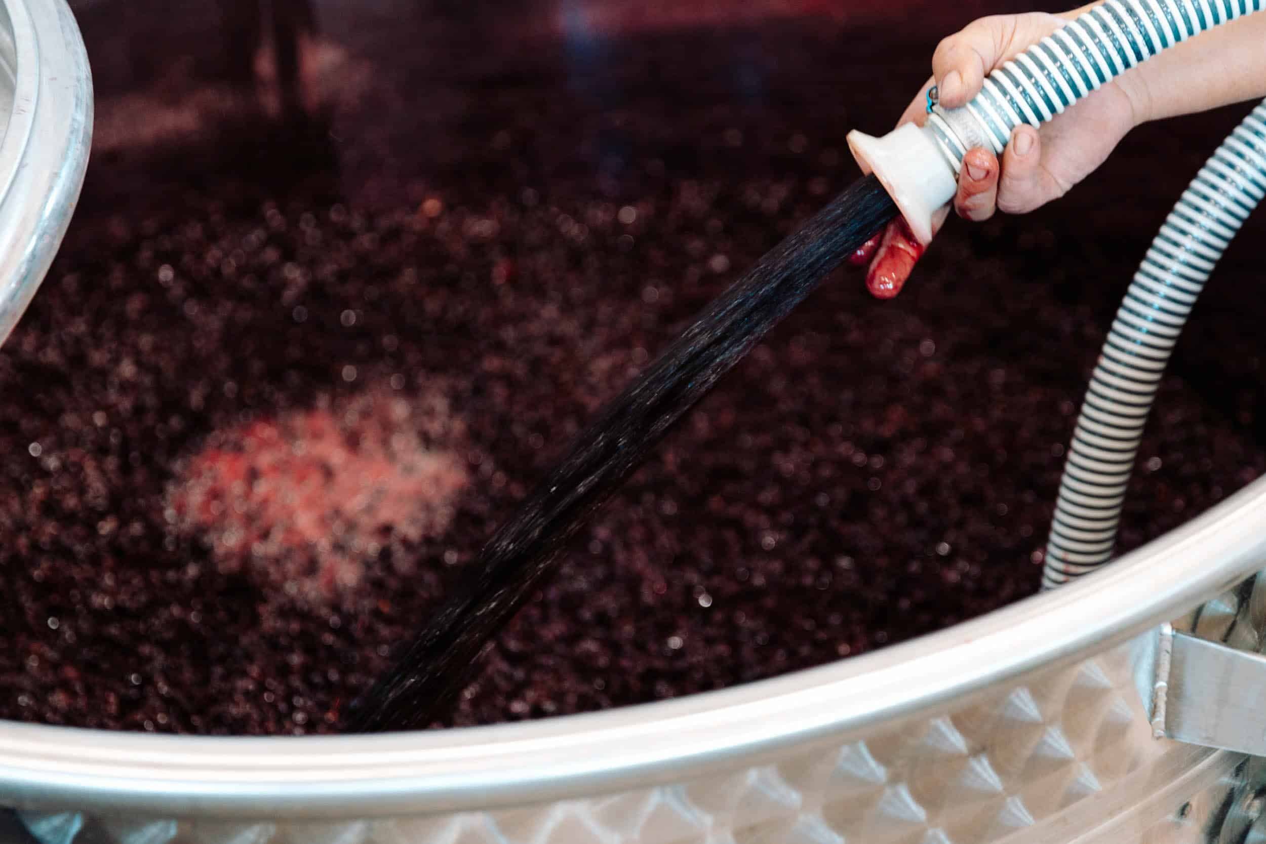 Mano che maneggia un tubo di vino rosso durante la produzione in una cantina.