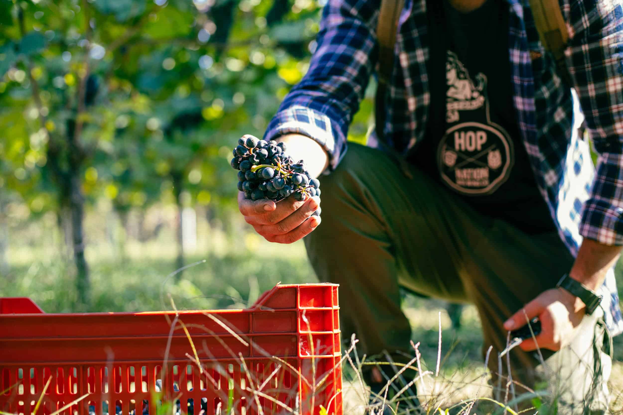 Vendemmia di uva nera: persona raccoglie grappoli in vigna, accanto a cassetta rossa.
