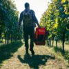 Persona con zaino cammina in un vigneto, trasportando un cesto rosso di uva raccolta.