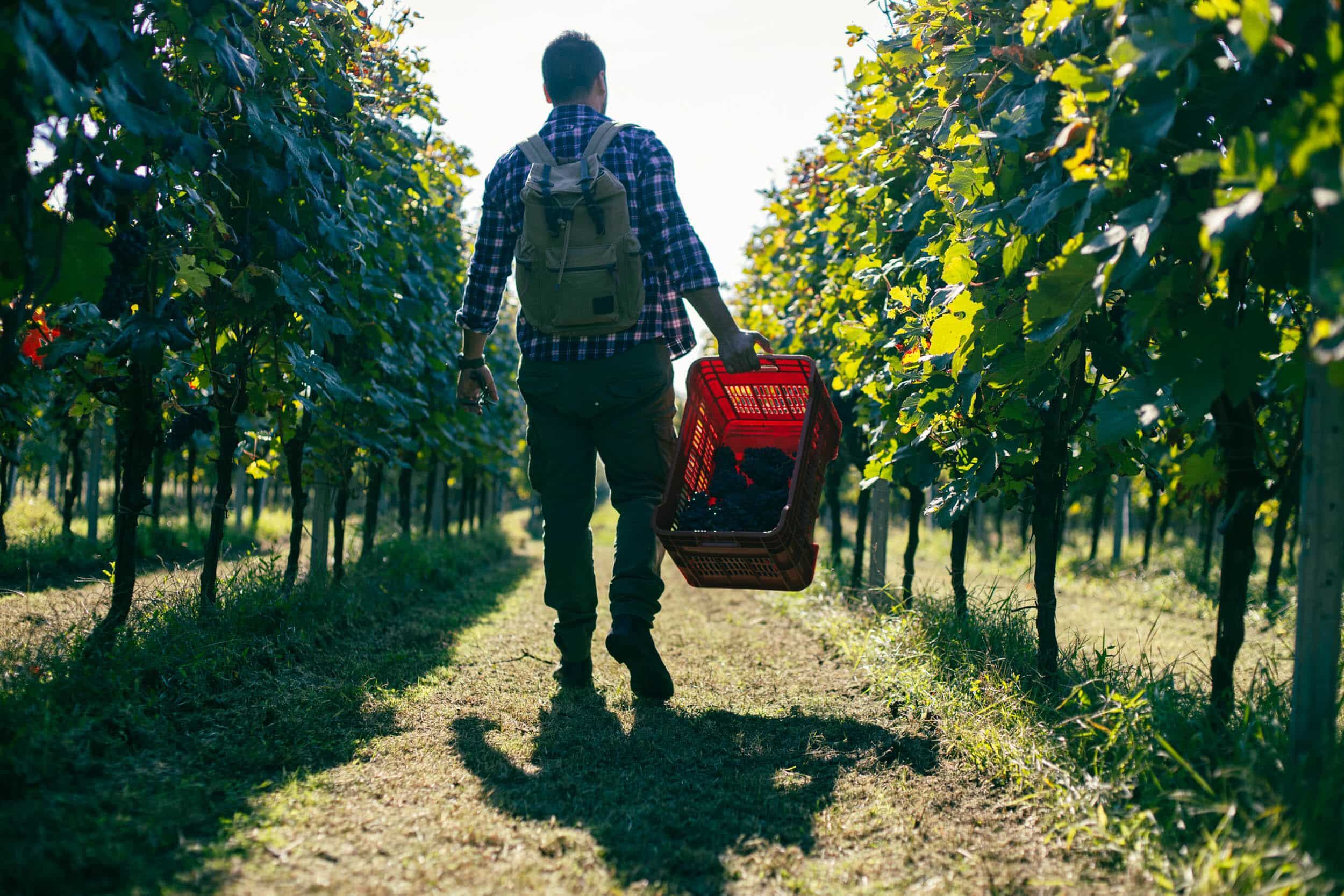 Persona con zaino cammina in un vigneto, trasportando un cesto rosso di uva raccolta.