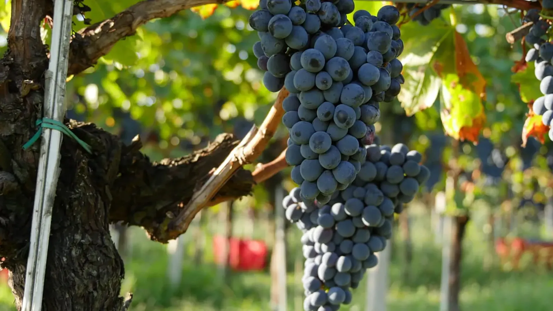 Grappolo di uva nera maturo su vite in vigneto, con luce solare brillante e foglie verdi sullo sfondo.