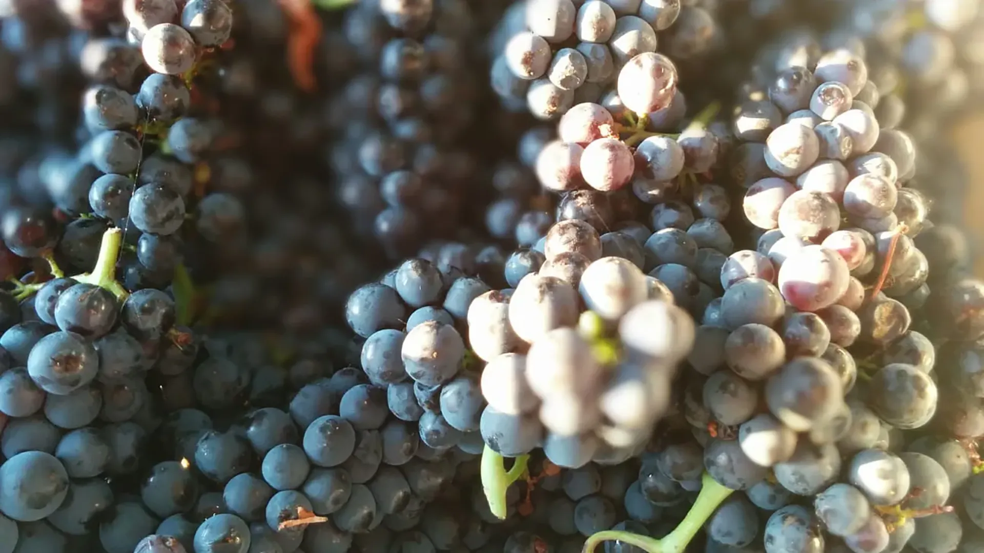 Grappoli di uva scura matura illuminati dal sole, ideale per la produzione di vino rosso pregiato.