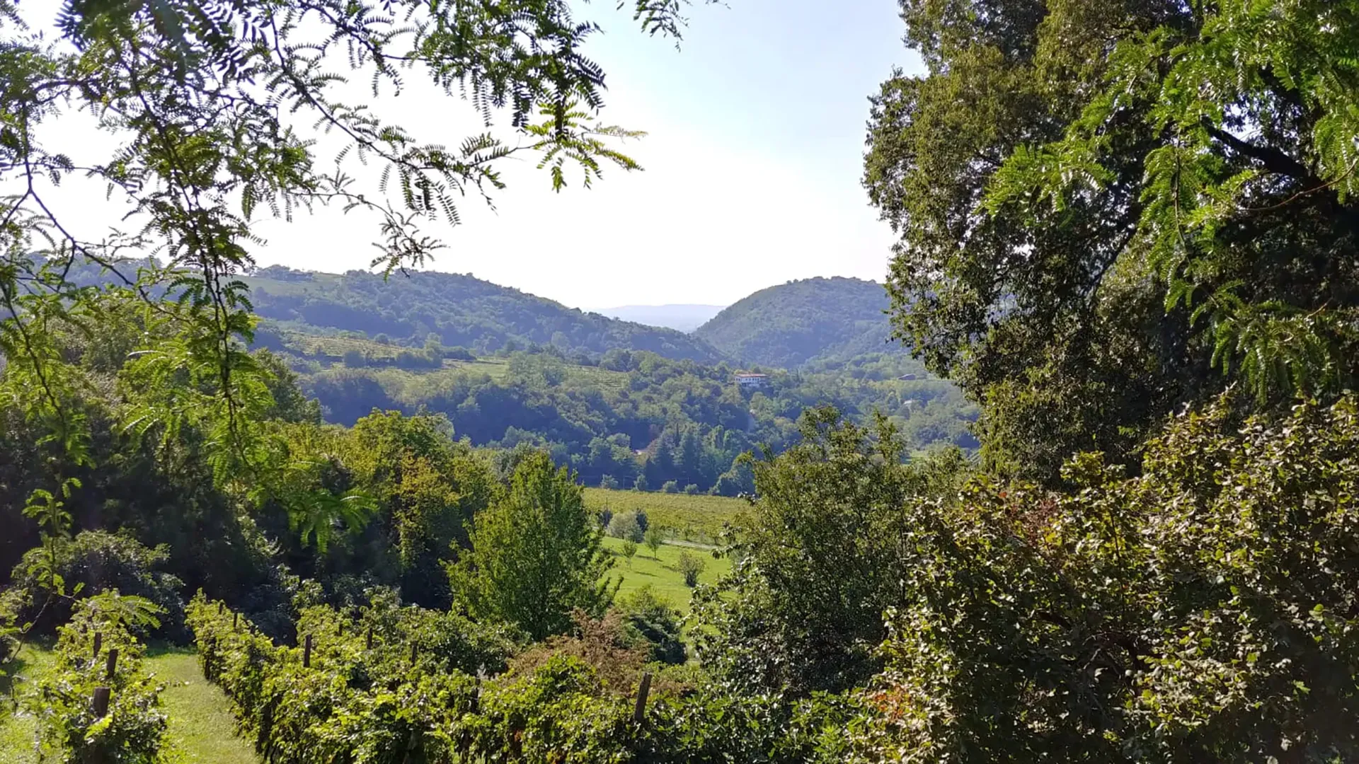 Vista panoramica di colline verdi e lussureggianti alberi sotto un cielo limpido.