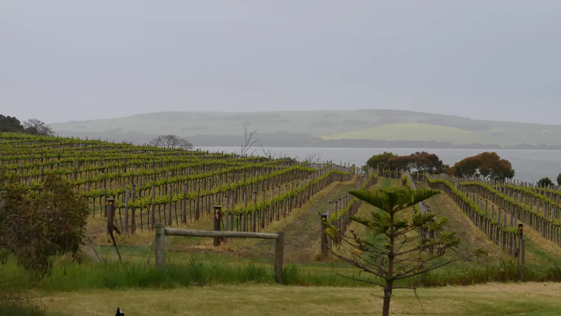Vigneto collinare vicino a un lago, cielo nuvoloso, vegetazione rigogliosa, ambiente rurale e tranquillo.