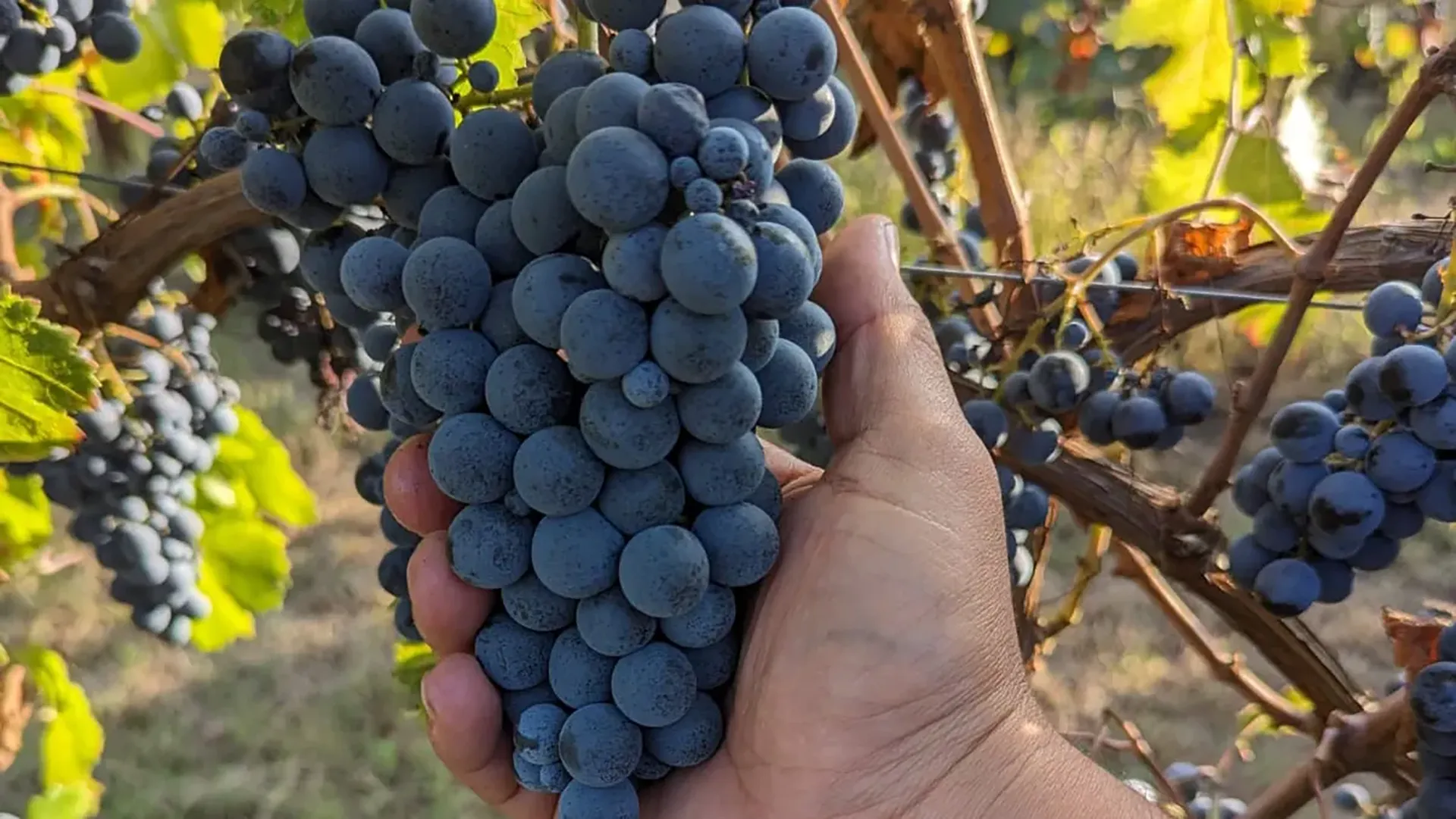 Uva nera raccolta a mano in vigna al tramonto, foglie verdi sullo sfondo.