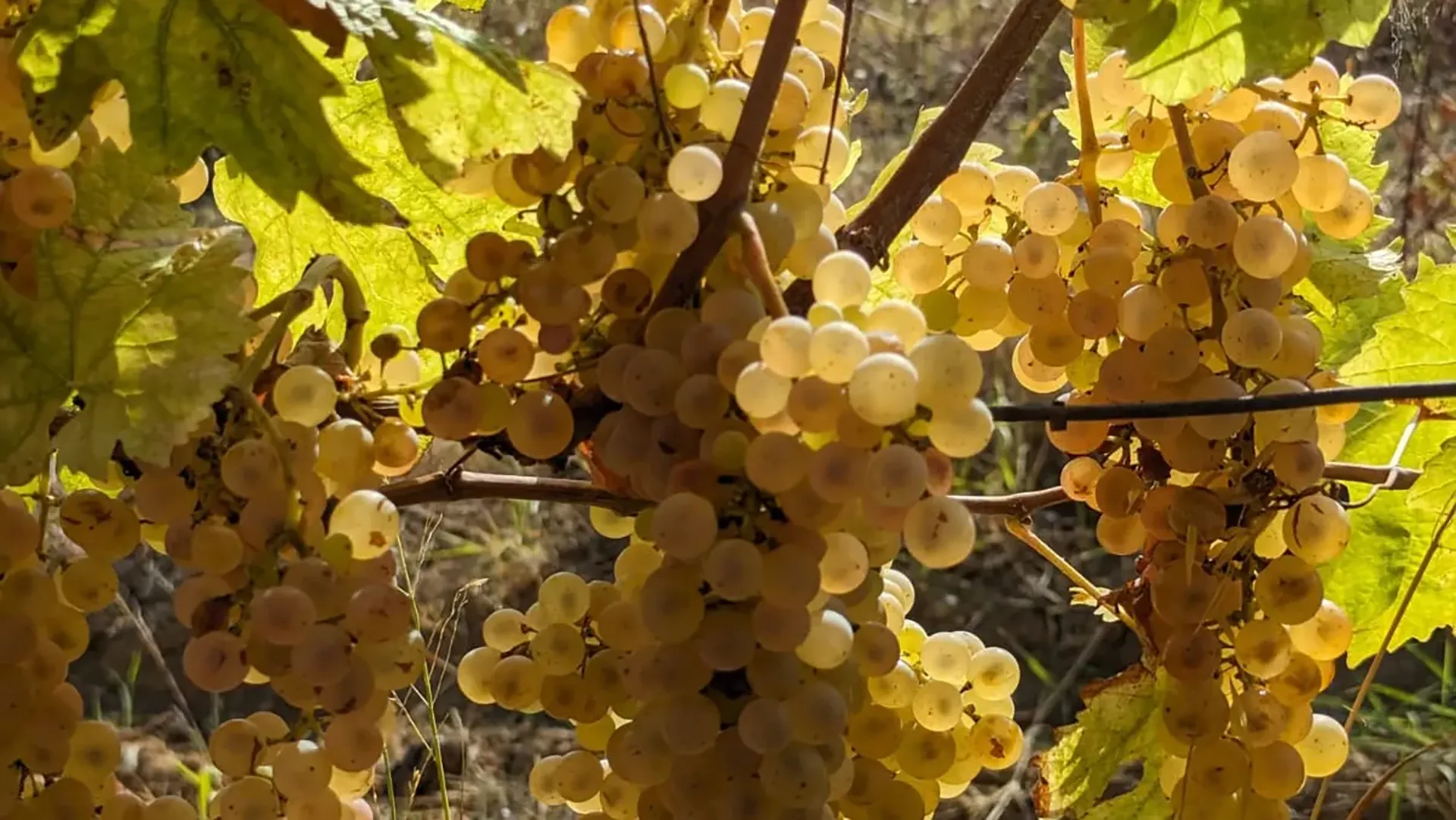 Grappoli di uva bianca matura colpiti dai raggi del sole, circondati da foglie verdi in vigna.