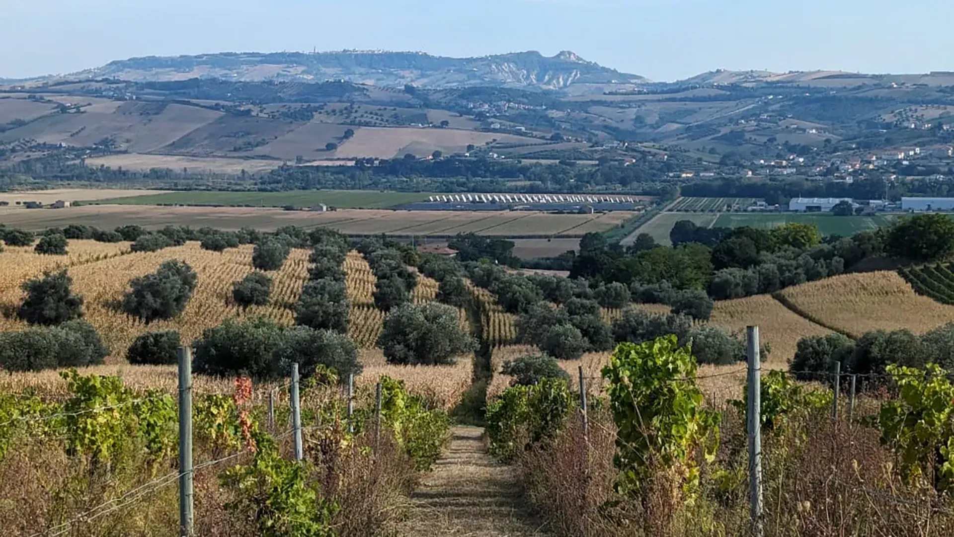 Paesaggio rurale con vigneti, uliveti e colline ondulate sotto un cielo azzurro nelle campagne italiane.